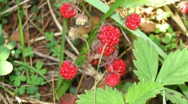 Wild Strawberry Photo Free