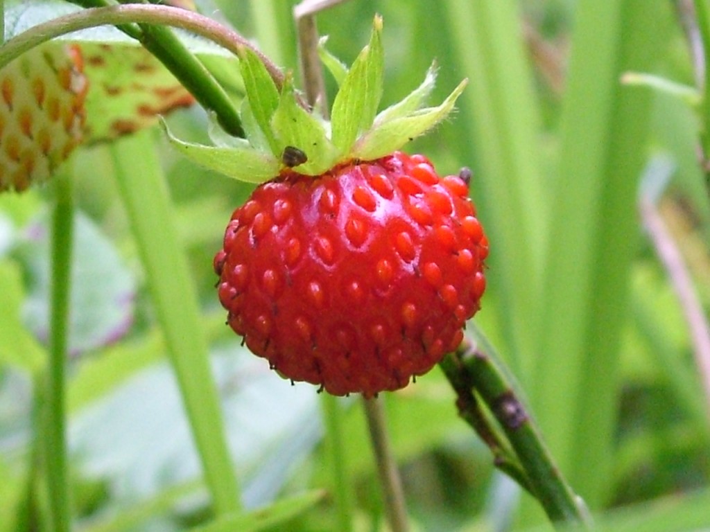 Wild Strawberry wallpapers HD