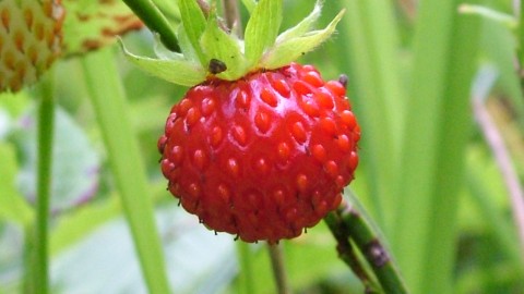 Wild Strawberry wallpapers high quality