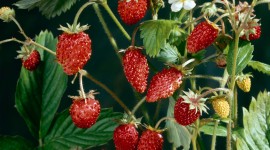 Wild Strawberry Wallpaper For IPhone