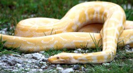 Yellow Snake High Quality Wallpaper