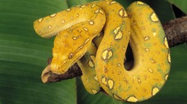 Yellow Snake Wallpaper Background