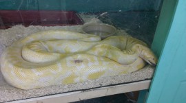 Yellow Snake Wallpaper For Desktop