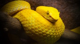 Yellow Snake Wallpaper Free
