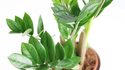 Zamioculcas wallpapers high quality