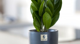 Zamioculcas Wallpaper For IPhone Free