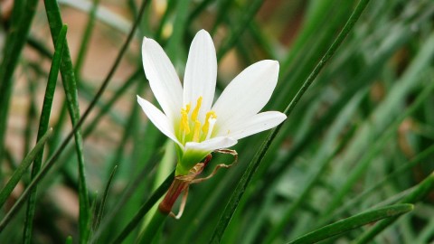 Zephyranthes wallpapers high quality