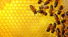 4K Honey Wallpaper 1080p