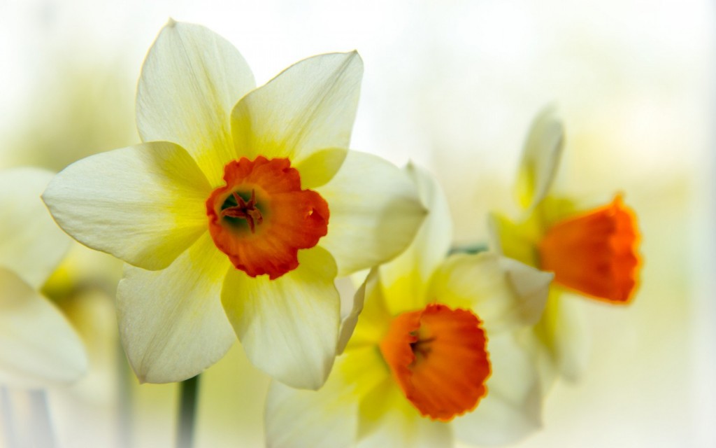4K Narcissus wallpapers HD