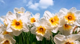 4K Narcissus Desktop Wallpaper For PC