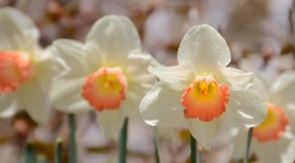 4K Narcissus Photo