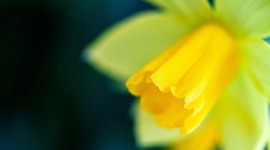 4K Narcissus Photo Download