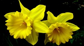 4K Narcissus Wallpaper 1080p
