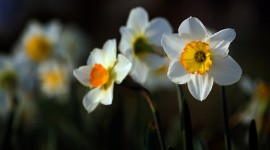 4K Narcissus Wallpaper For Desktop