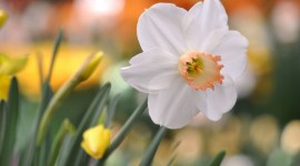 4K Narcissus Wallpaper Full HD