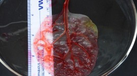 Artificial Blood Wallpaper Download