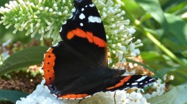 Butterfly Admiral Wallpaper Gallery