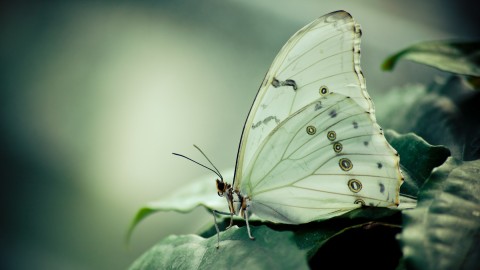 Cabbage Butterfly wallpapers high quality