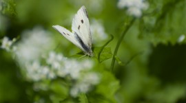 Cabbage Butterfly Photo