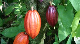 Cocoa Beans Wallpaper For IPhone 6