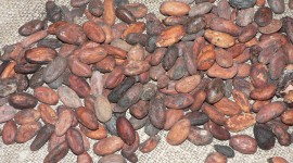 Cocoa Beans Wallpaper Free