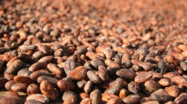 Cocoa Beans Wallpaper High Definition