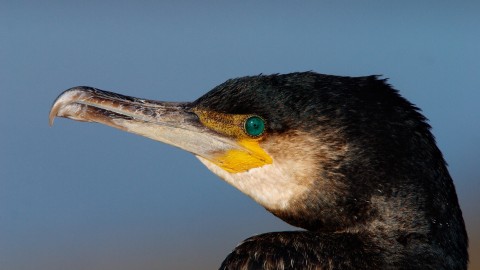 Cormorant wallpapers high quality