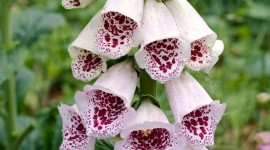 Digitalis Wallpaper For Android#3