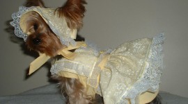 Dog Dresses Photo Download