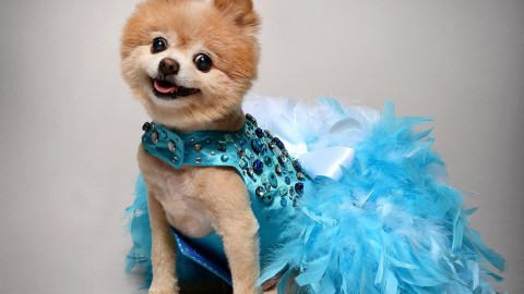Dog Dresses wallpapers high quality