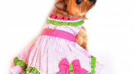 Dog Dresses Wallpaper For Android#1