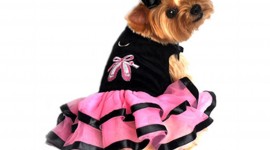 Dog Dresses Wallpaper For IPhone#1