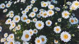 Glade Of Flowers Desktop Wallpaper HD