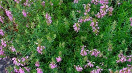 Hyssop Wallpaper For IPhone
