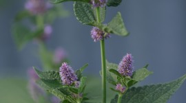 Hyssop Wallpaper For IPhone Download