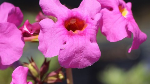Incarvillea wallpapers high quality