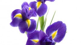 Iris Wallpaper For Android