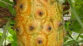 Kiwano Wallpaper For Android