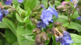 Lungwort Photo Download#1