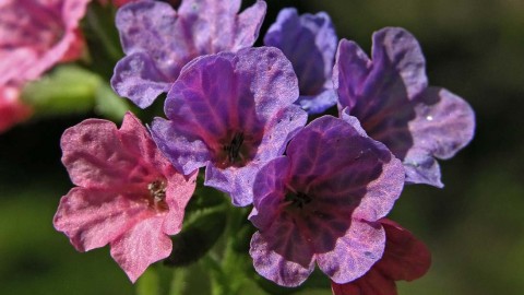 Lungwort wallpapers high quality