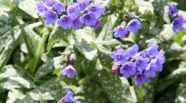Lungwort Wallpaper For Mobile