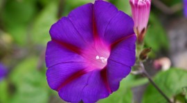 Morning Glory Photo Download