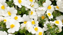 Nemesia Wallpaper For IPhone Download