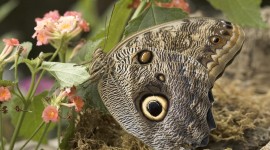 Owl Butterfly Desktop Wallpaper For PC