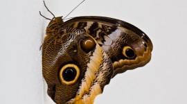 Owl Butterfly Desktop Wallpaper HD