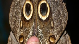 Owl Butterfly Wallpaper For Android