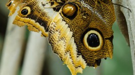 Owl Butterfly Wallpaper For IPhone