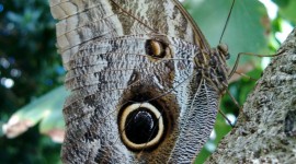 Owl Butterfly Wallpaper For Mobile
