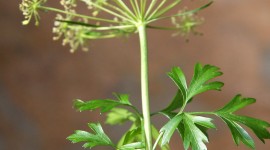 Parsley Wallpaper For IPhone