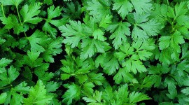 Parsley Wallpaper For IPhone Download